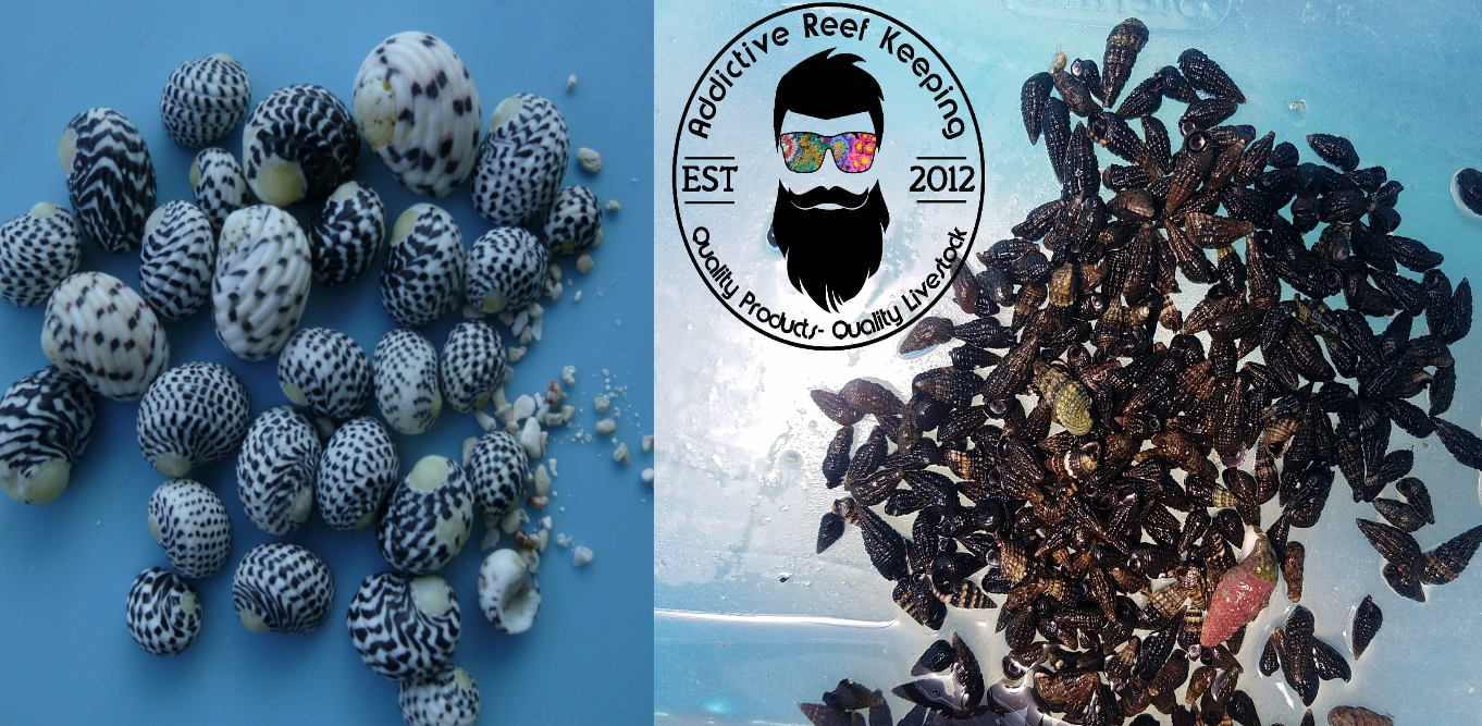 100x Mix N Match Caribbean Cerith and Nerite Snail Live Clean Up Crew Saltwater
