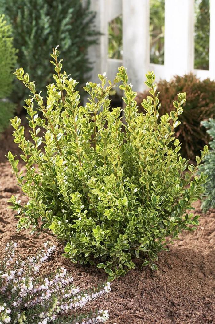 Boxwood Green Beauty Globe 10 Gal