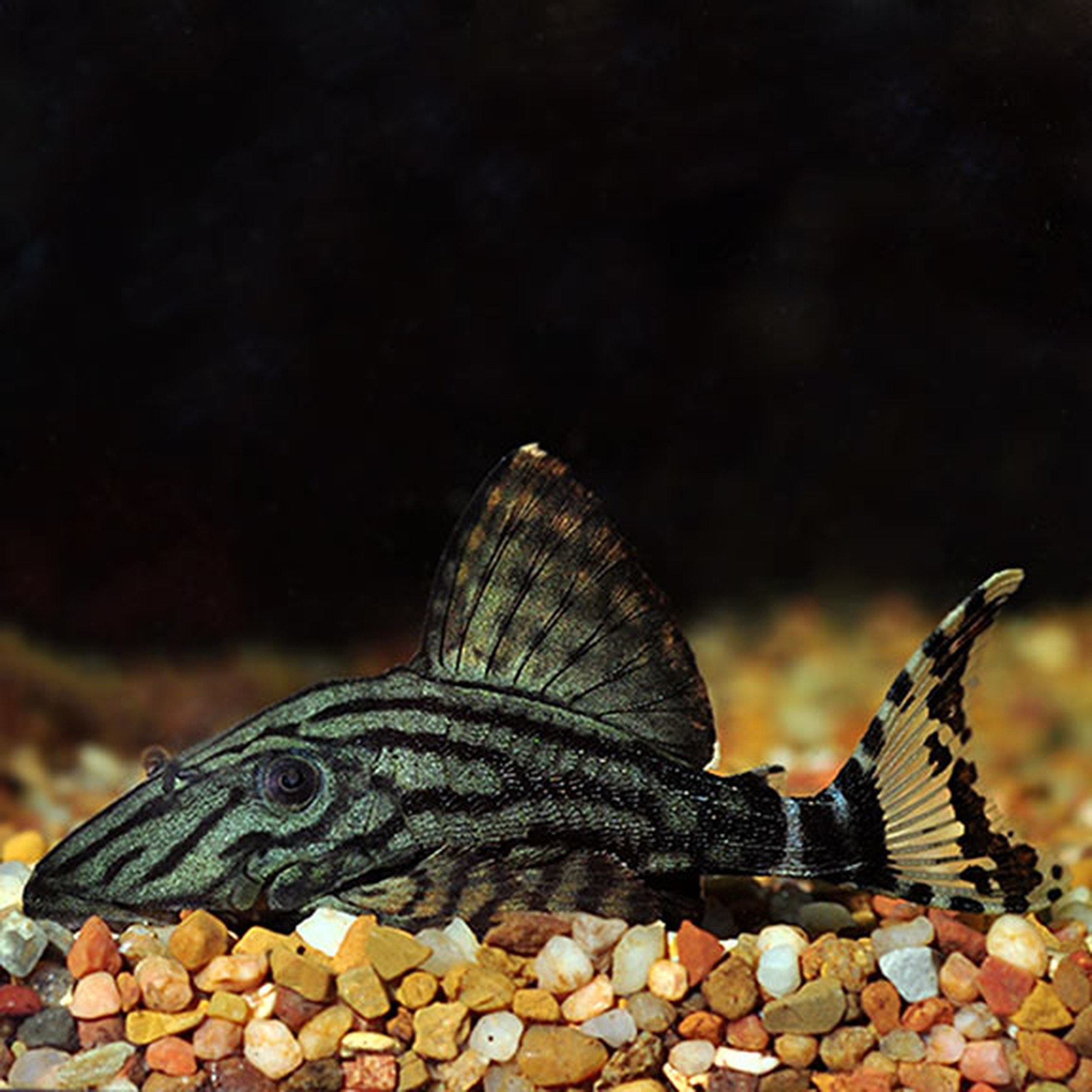 L-191 Royal Pleco 2-2+inches