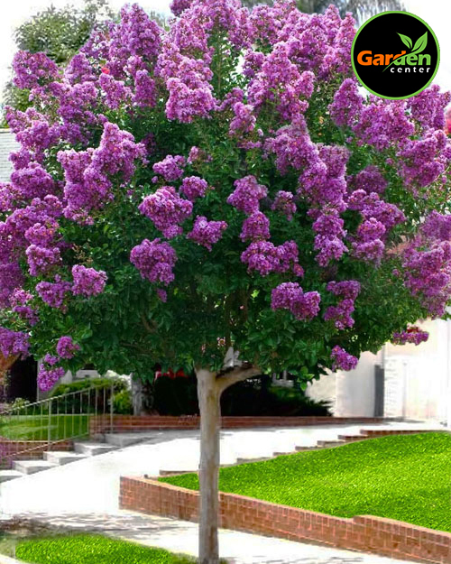 Crape Myrtle 'Catawba' at Garden Center of Las Cruces