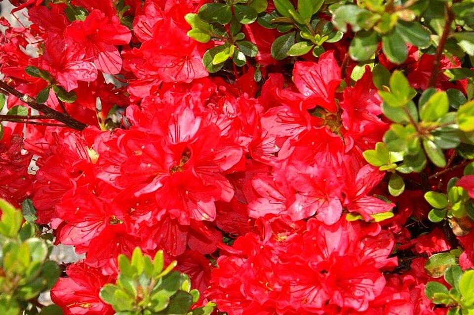 Azalea x 'Hino Crimson'