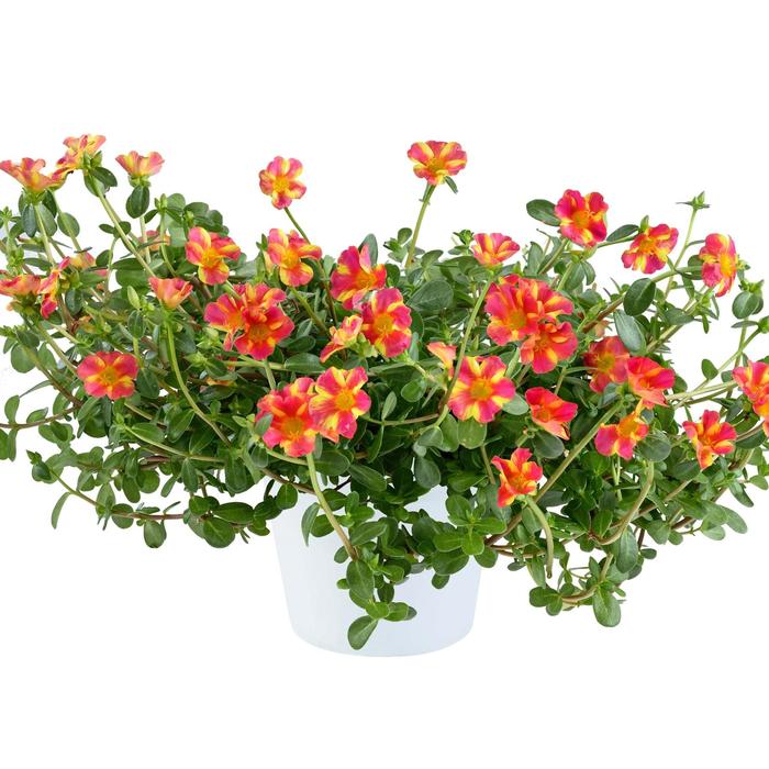 Purslane Mega Pazazz 12" HB