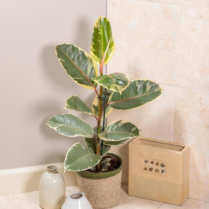 Ficus Lyrata Tree 12"