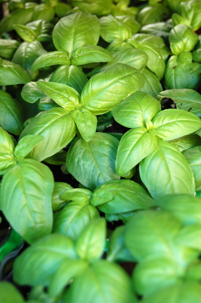 Anise 7 Gal