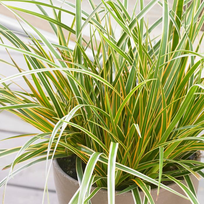 Carex Evercolor Everillo 1 Gal