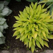 Munchkin Fire Hosta