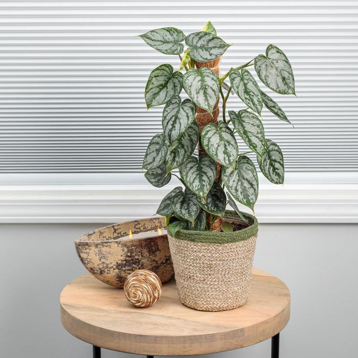 Philodendron "Pink Princess" 4"