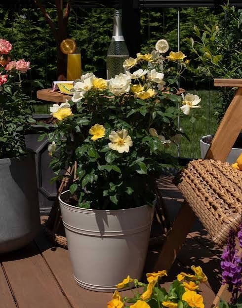 Easy Bee-zy Knock Out Rose, 3 gallon