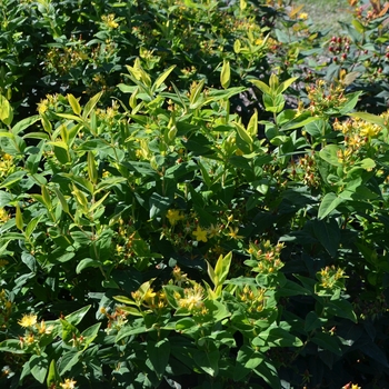 St John's Wort 1 Gal