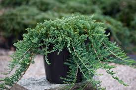 Blue Rug Juniper, 2 gallon