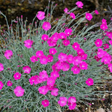Firewitch Dianthus, 4.5"