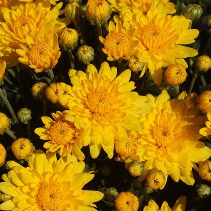 Mum Dazzling Stacy Bicolor 8"