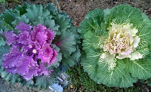 Ornamental Cabbage / Kale