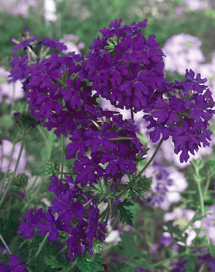 Verbena Beats Pink Shades Quart