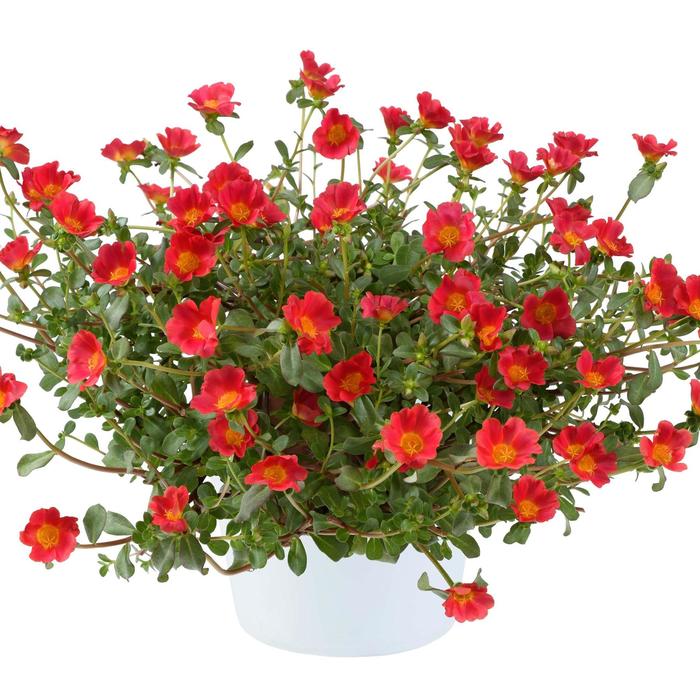 Purslane Pazzaz Nano Mango 3.5"