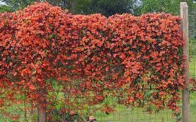 Tangerine Beauty Cross-Vine (Bignonia), 5 gallon