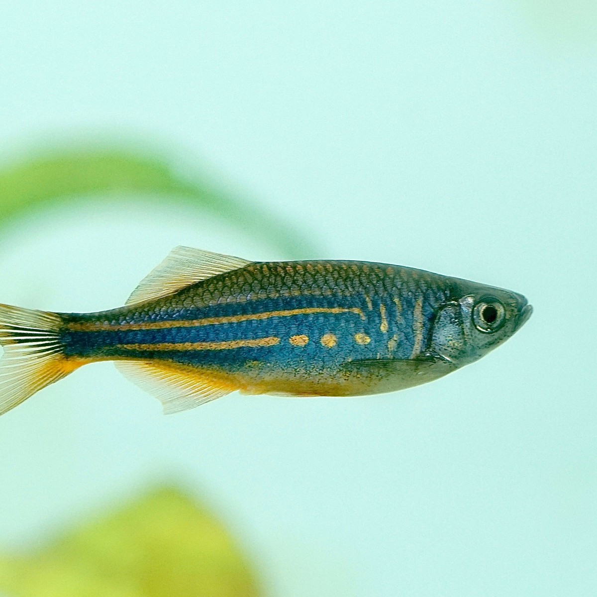 Pearl Danio