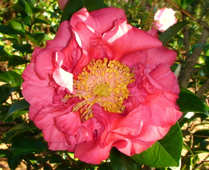 Camellia Taylor's Perfection Pink 5 Gal