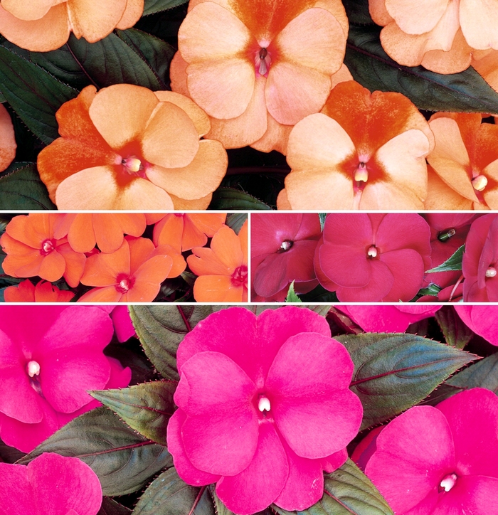 Impatiens 4"