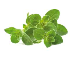 Oregano, 4.5"