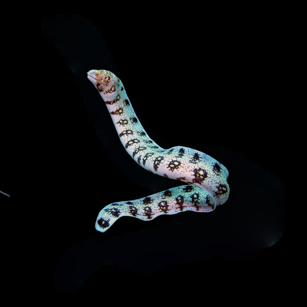 Snowflake Moray Eel Lg