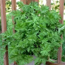 Citronella (Scented Geranium) (Mosquito Plant)
