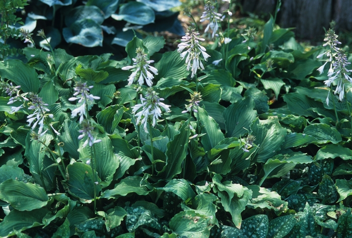 Hosta Bressingham Blue 1 Gal