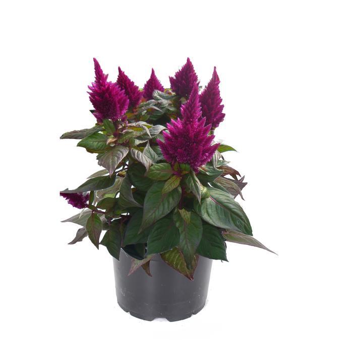 Celosia Kelos Fire Red 1 Gal