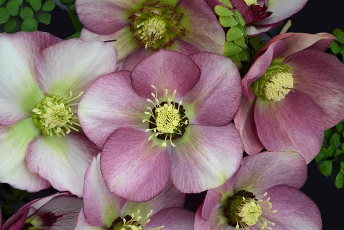 Helleborus Honeymoon Rio Carnival 1 Gal