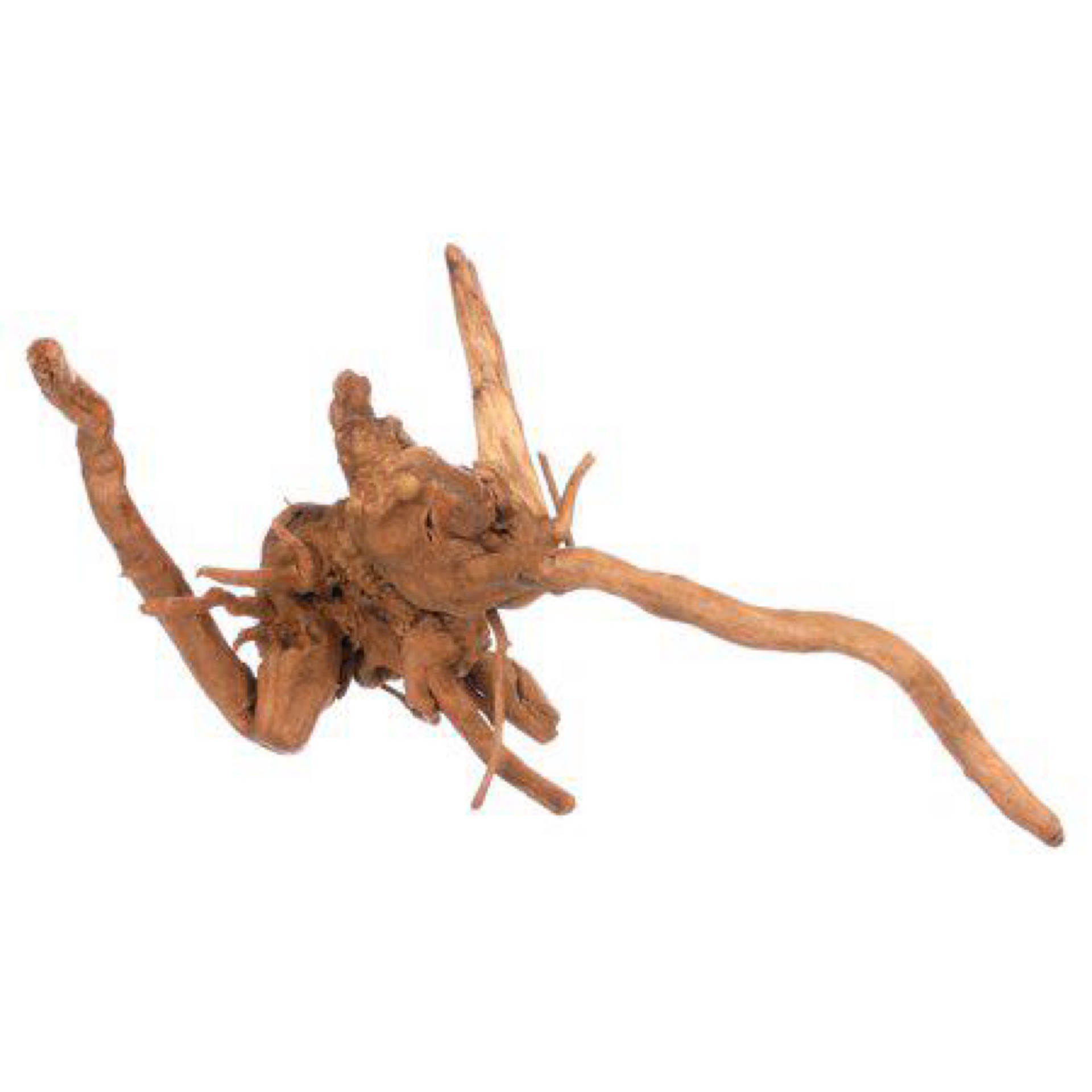 Galapagos Spider Wood Natural