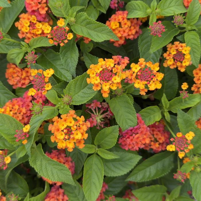 Lantana Citrine Quart