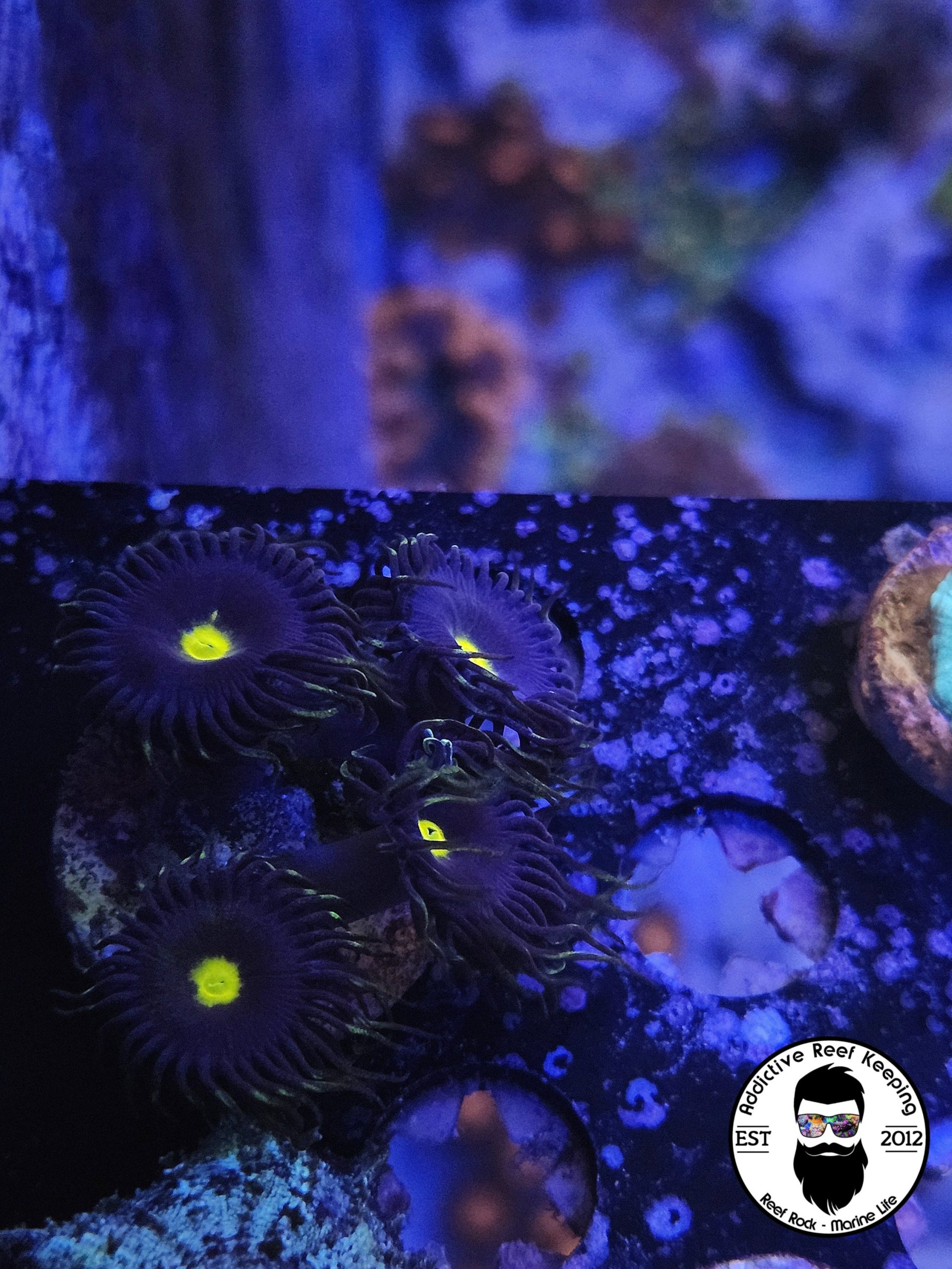 WYSIWYG Purple Yellow Hornets Zoas