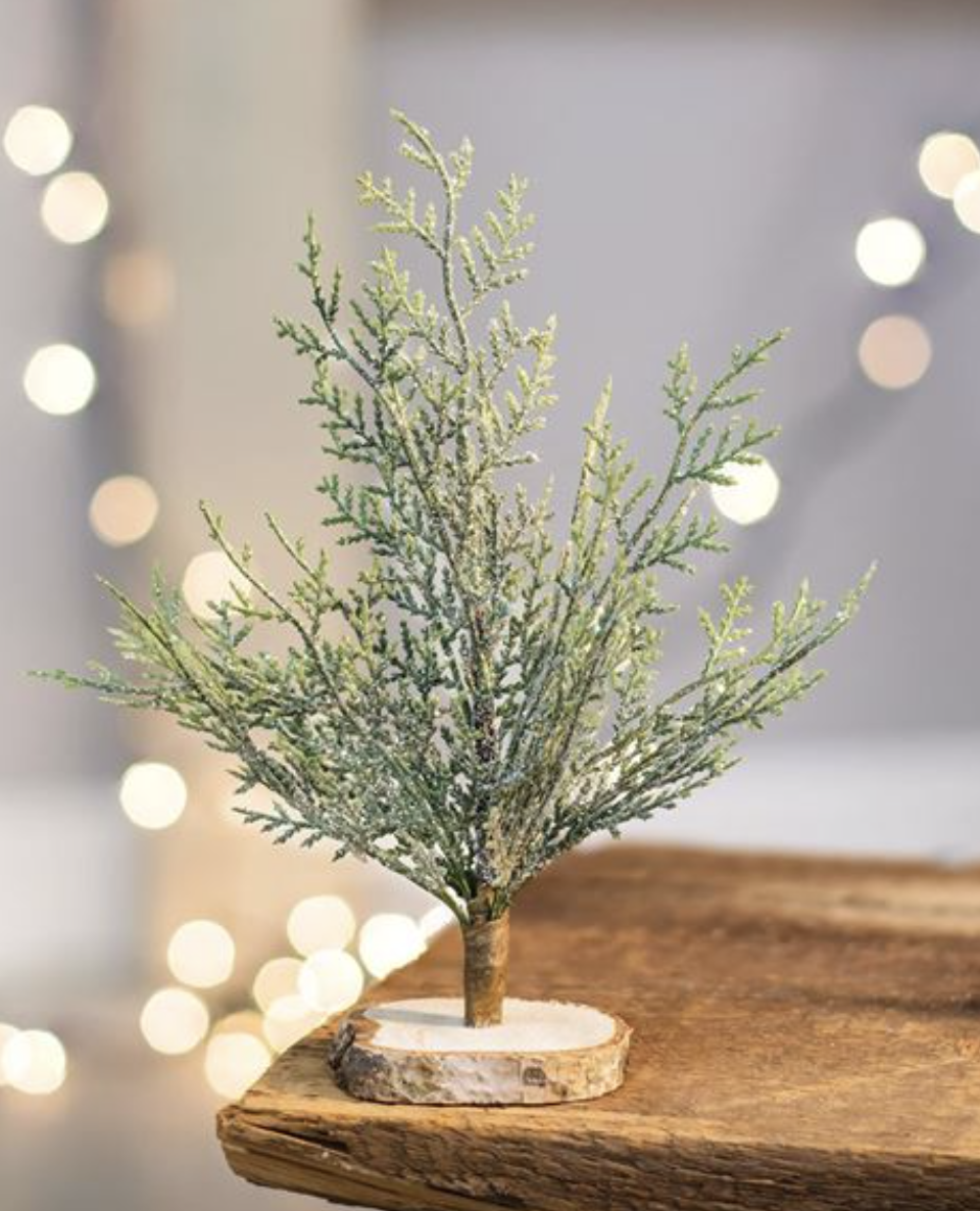 Mini Frosted cypress tree