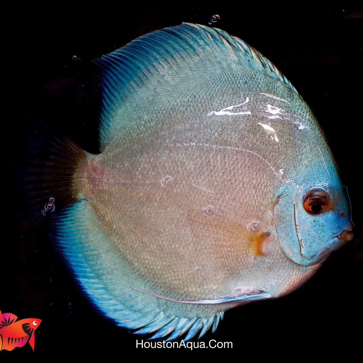 Blue Diamond Discus