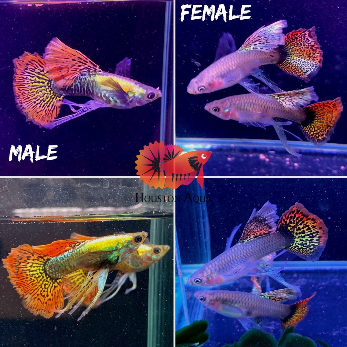 Red Dragon Guppy - Pair