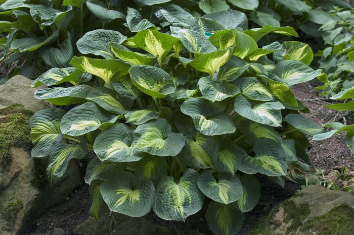Hosta Drop Dead Gorgeous 2 Gal