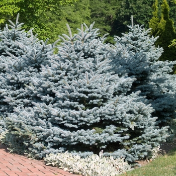 Blue Spruce Montgomery 6 Gal