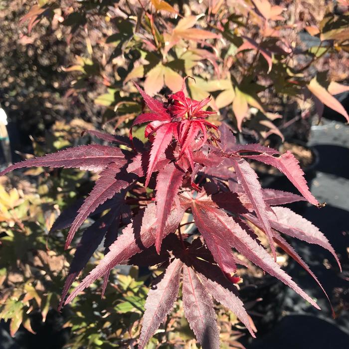 Japanese Maple Final Fire 6 Gal