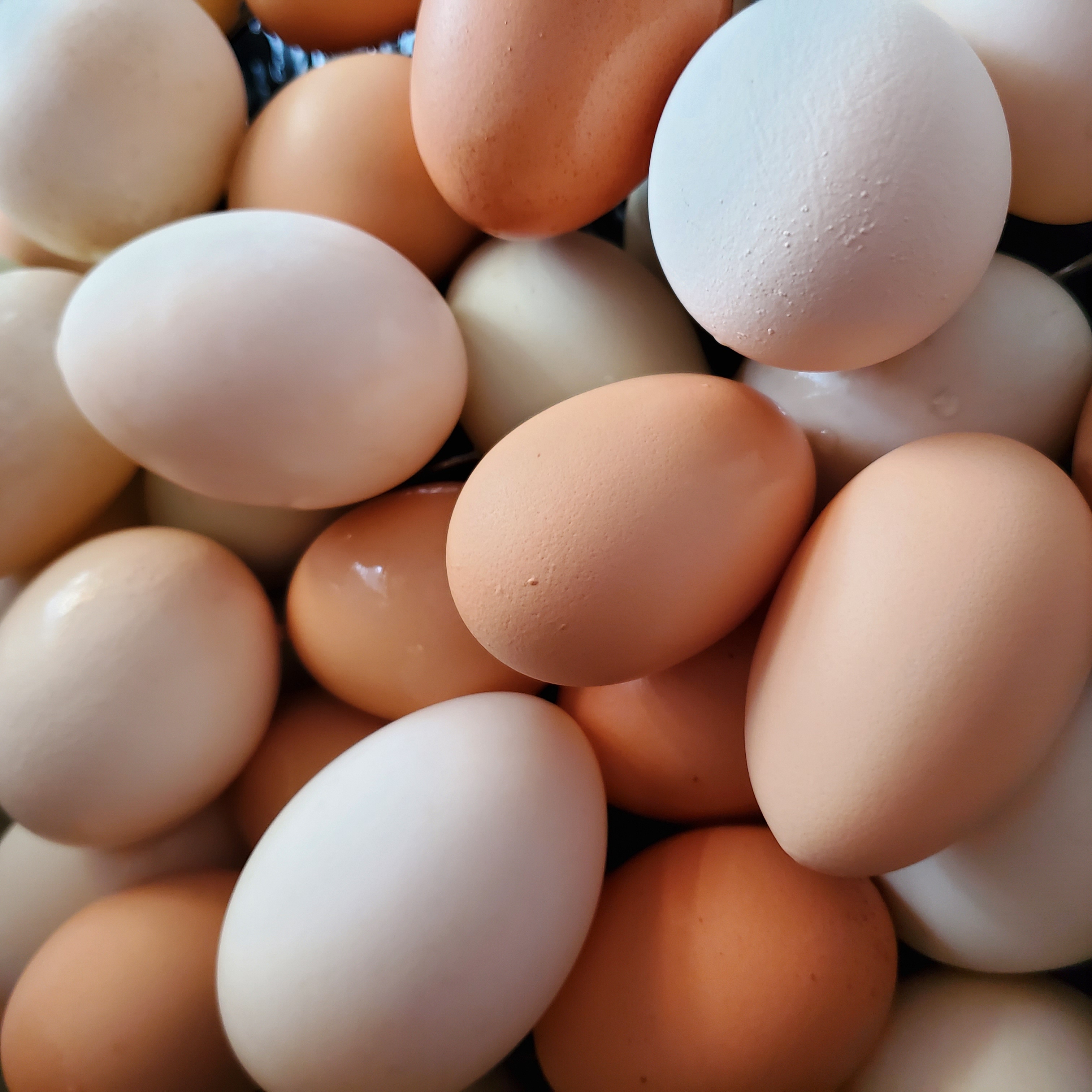 Farm Fresh Pasture Raised Eggs
