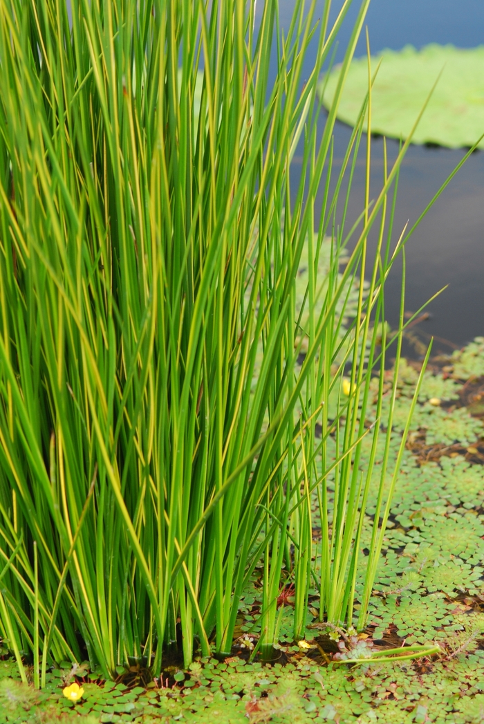 Ponytail Palm Multi Bulb 6"