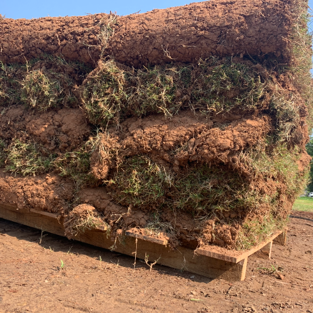 500 SqFt Bermuda Sod Pallet