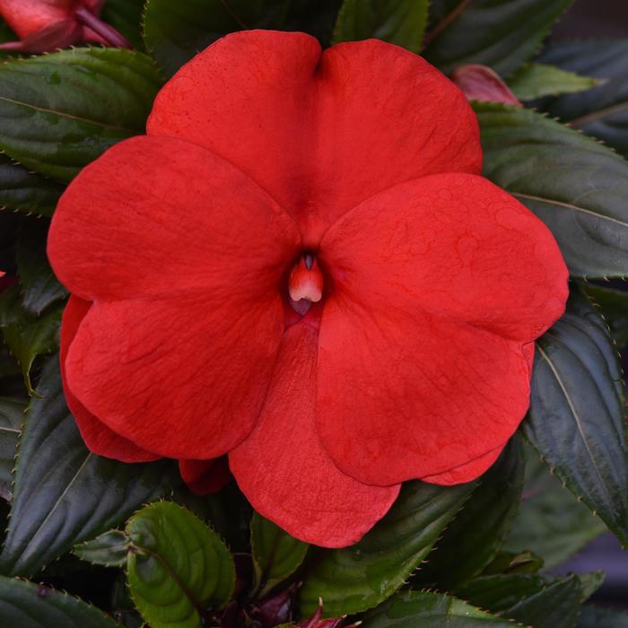 New Guinea Impatien Quart