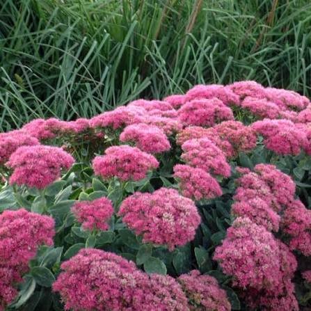 Neon sedum, 1 gallon