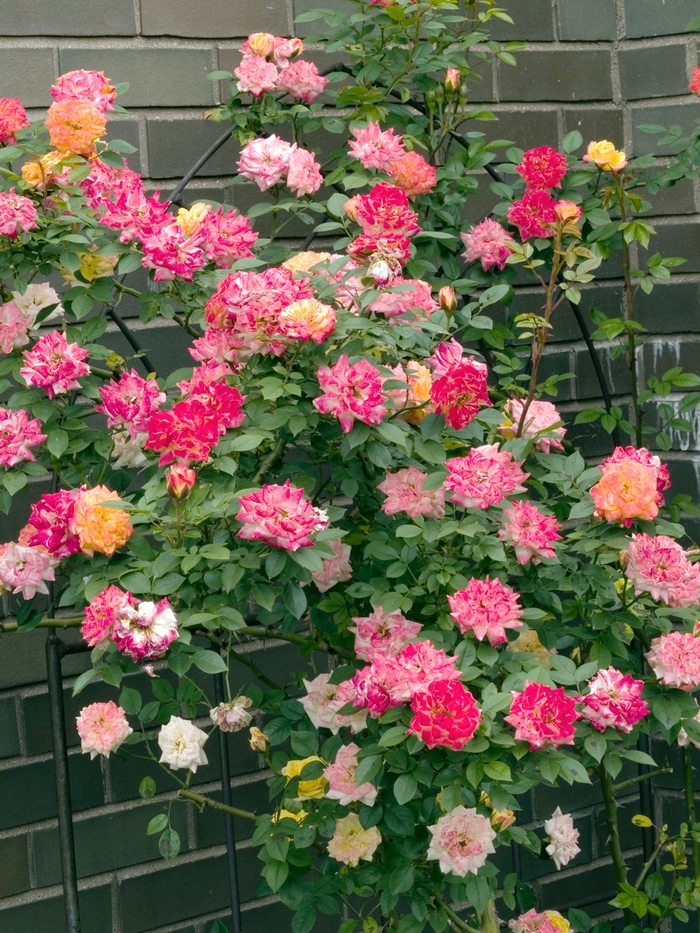 Rose Ramblin'Red  Staked 5 Gal