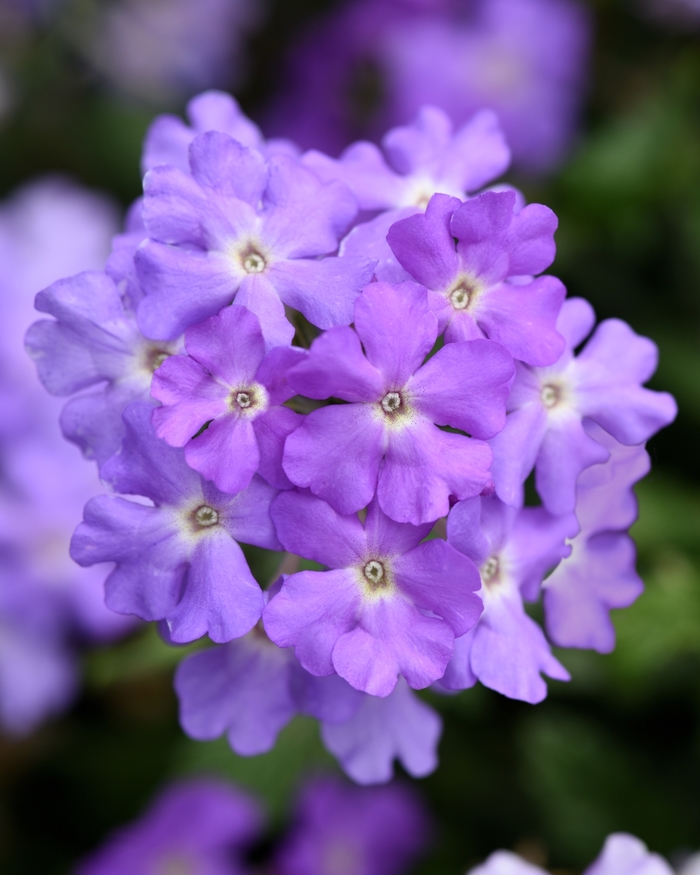 Verbena Firehouse Peppermint Quart