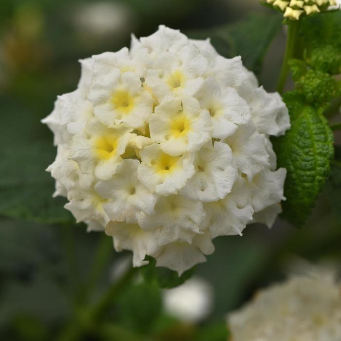 Lantana Lucky Red Quart