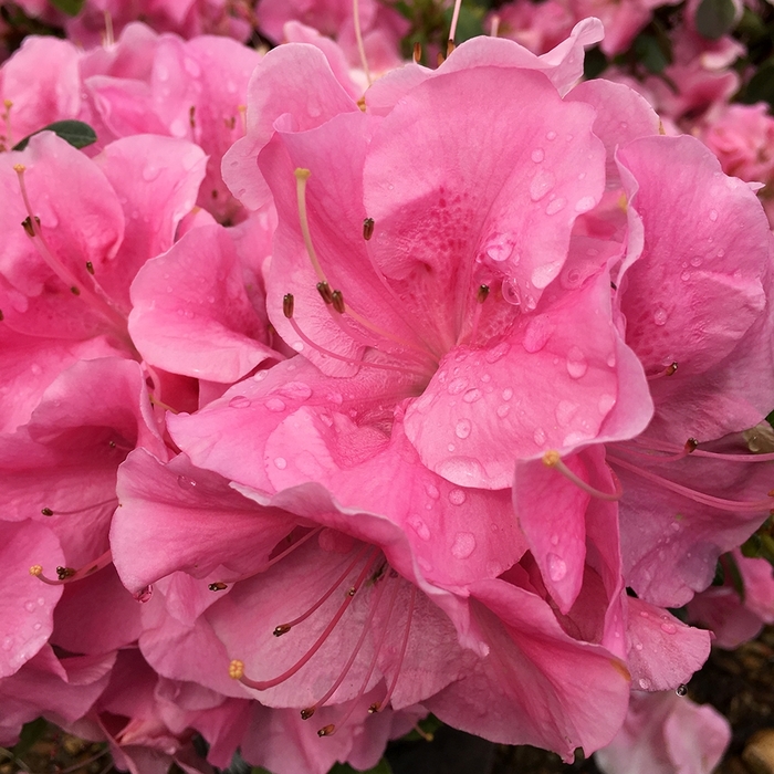 Azalea Rebloom Purple Spectacular 7 Gal