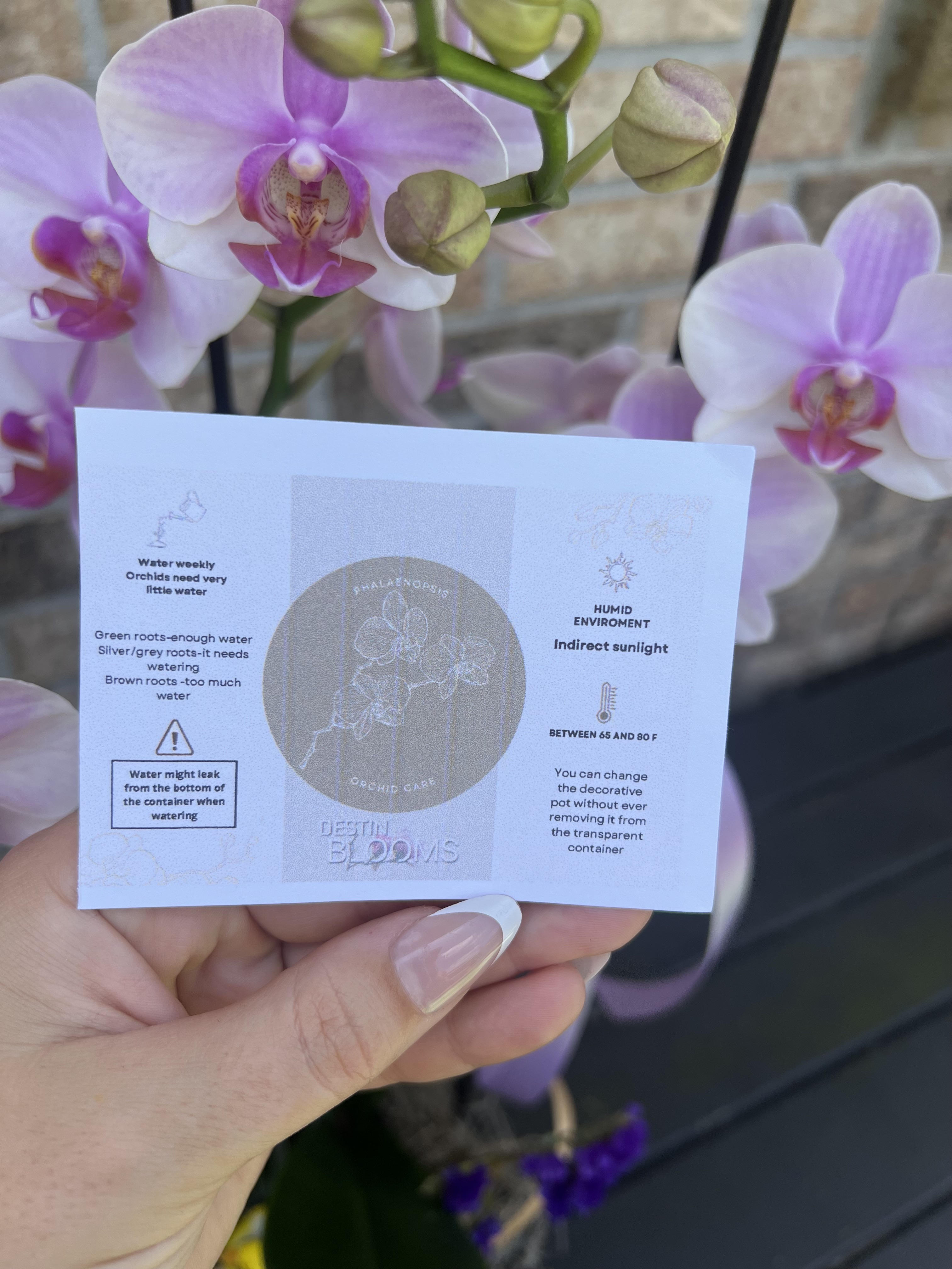 Blooming Orchid Plant - Anniversary flowers - in Destin, FL thumbnail 2