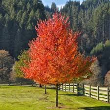 October Glory Red Maple (Acer), 3 gallon