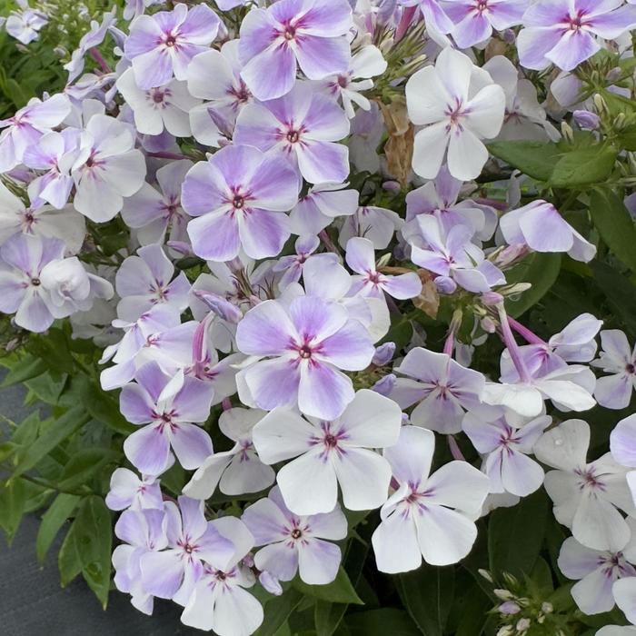 Phlox Flame Purple 1 Gal